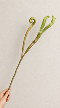 Sculptural Curly Fern Stem
